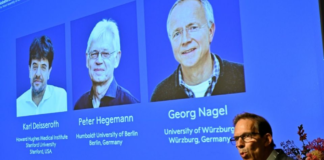 Dan Nobel de Medicina a técnica que permite estudiar la actividad cerebral con luz