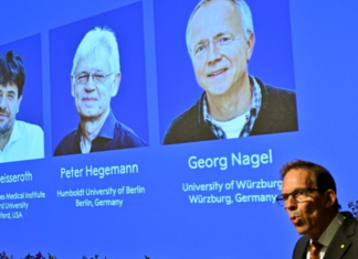 Dan Nobel de Medicina a técnica que permite estudiar la actividad cerebral con luz