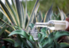 Oaxaca domina el 89% de la producción de mezcal en México