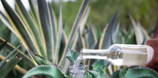 Oaxaca domina el 89% de la producción de mezcal en México