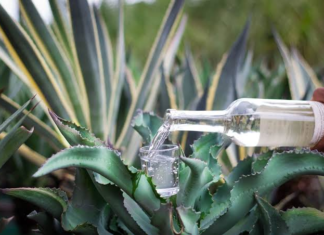 Oaxaca domina el 89% de la producción de mezcal en México