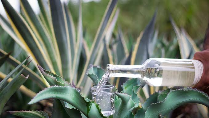 Oaxaca domina el 89% de la producción de mezcal en México