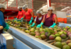 Abren puertas al mercado internacional a través de Concamin